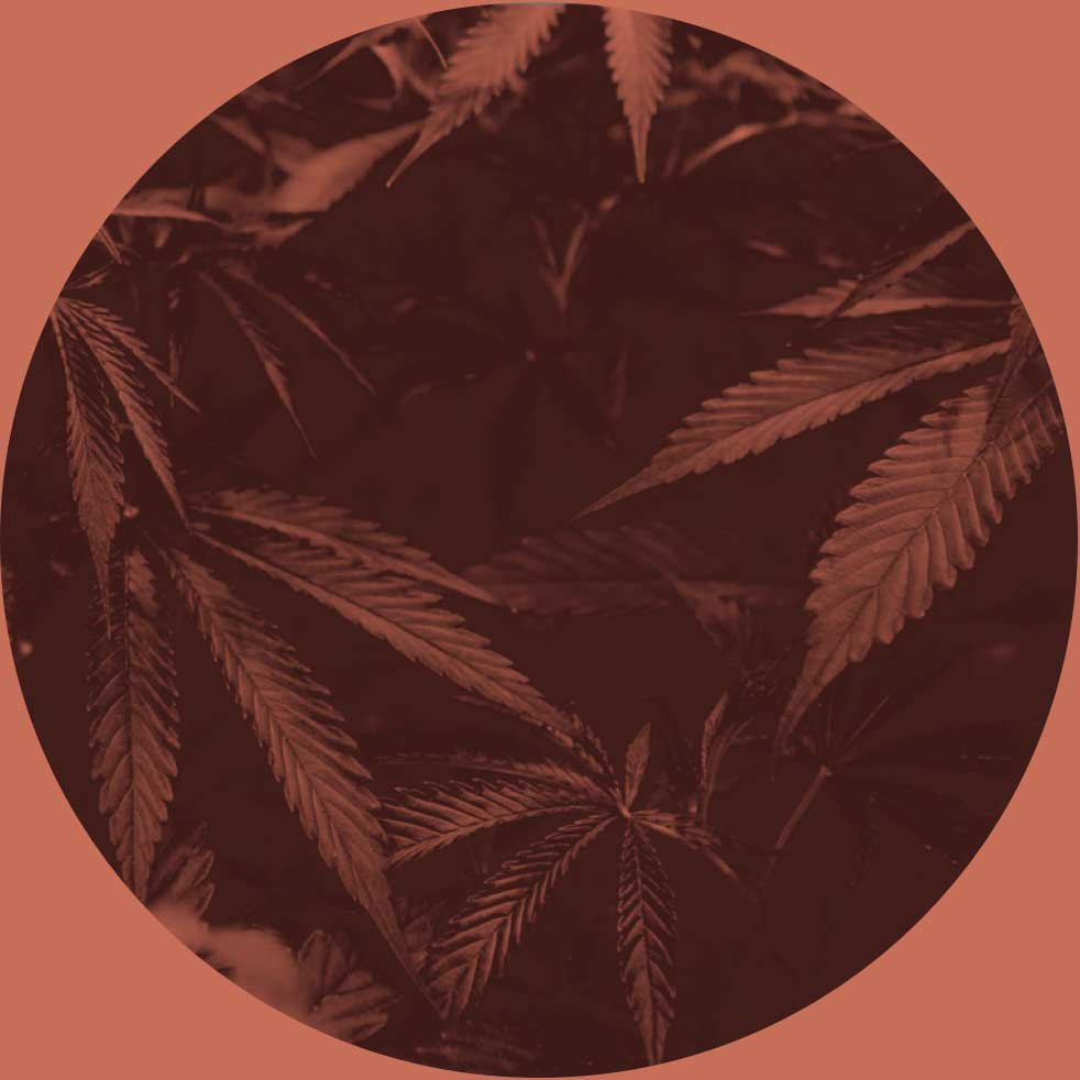 Cannabis
